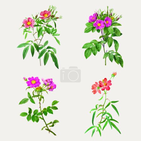 Illustration for Vector watercolor set of flowers - Royalty Free Image