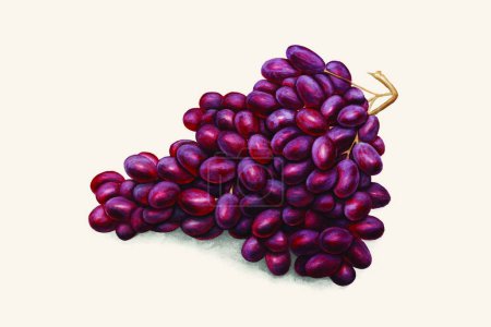 Téléchargez les illustrations : Illustration vectorielle de raisin rouge - en licence libre de droit