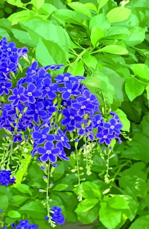 Illustration for Purple duranta erecta flowers in nature - Royalty Free Image