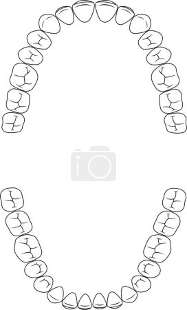 Illustration for Dental   teeth   vector illustration - Royalty Free Image