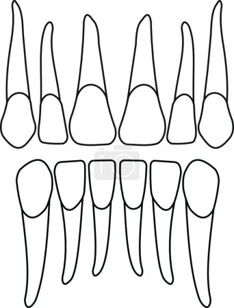 Ilustración de Dientes dentales vector ilustración - Imagen libre de derechos