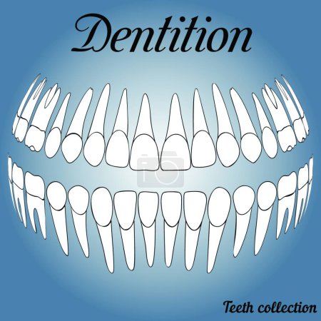 Illustration for Dental records, teeth vector - Royalty Free Image