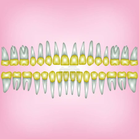 Ilustración de Ortodoncia, ilustración vectorial de dientes - Imagen libre de derechos