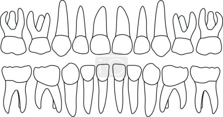 Téléchargez les illustrations : "Dents primaires vectorielles avant" - en licence libre de droit