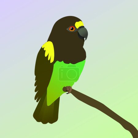Illustration for Meyer's parrot vector illustration - Royalty Free Image