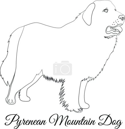 Illustration for "Great Pyrenees dog outline. Vector coloring" - Royalty Free Image