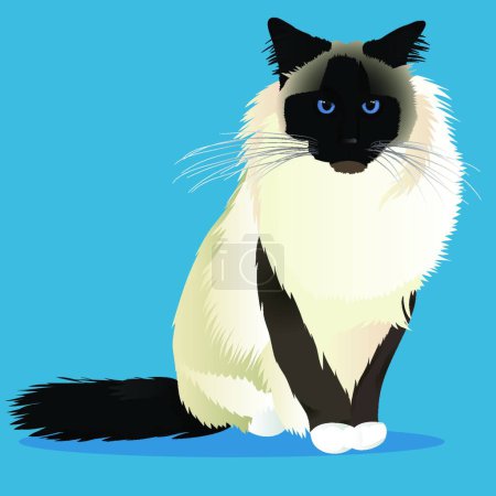 Téléchargez les illustrations : Illustration vectorielle de race de chat Birman - en licence libre de droit