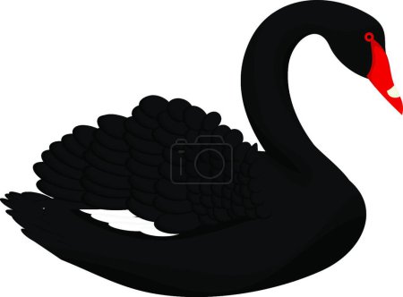 Illustration for "Black swan  vector illustration" - Royalty Free Image