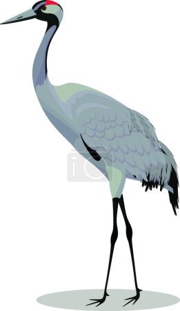 Illustration for "Common crane cartoon vector illustration" - Royalty Free Image