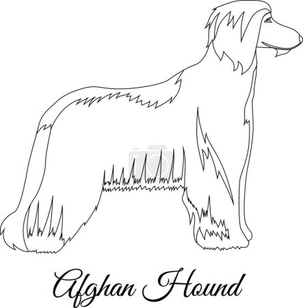 Téléchargez les illustrations : "Illustration vectorielle des contours du chien afghan" - en licence libre de droit