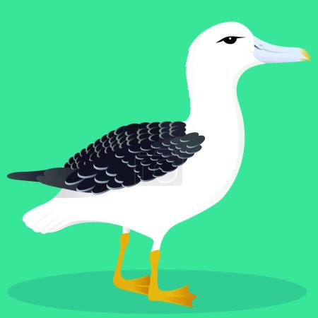 Illustration for Albatross, colorful vector illustration - Royalty Free Image