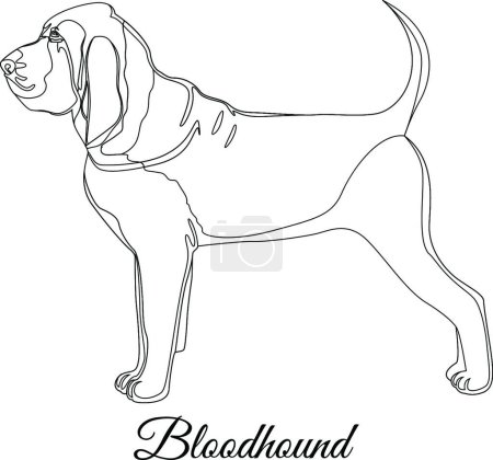 Ilustración de "Bloodhound perro contorno vector ilustración
" - Imagen libre de derechos