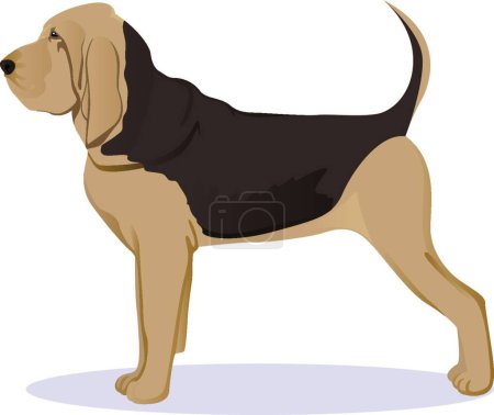 Ilustración de "Bloodhound perro vector ilustración" - Imagen libre de derechos