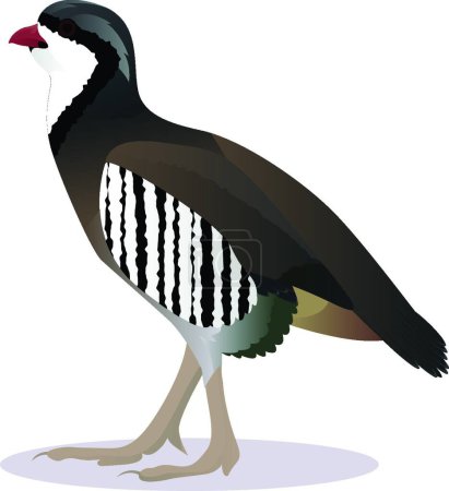 Illustration for "Chukar partridge  vector illustration" - Royalty Free Image