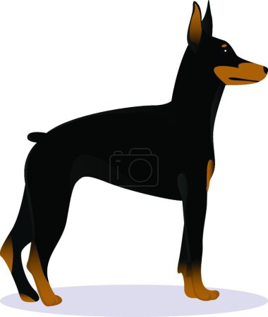 Illustration for "Doberman Pinscher dog vector illustration" - Royalty Free Image