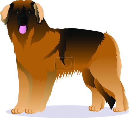 Illustration for "Leonberger dog vector illustration" - Royalty Free Image