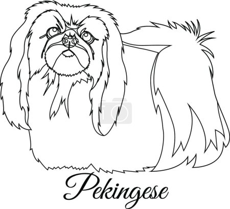 Téléchargez les illustrations : "Illustration vectorielle de contour chien pékinois" - en licence libre de droit