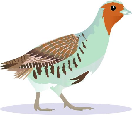 Téléchargez les illustrations : "Illustration vectorielle perdrix oiseau" - en licence libre de droit