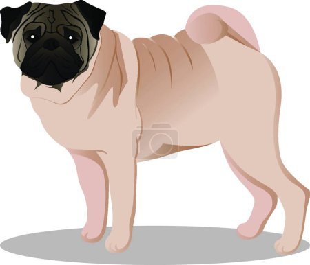 Illustration for "Pug dog vector illustration" - Royalty Free Image