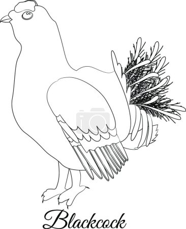 Ilustración de "blackcock pájaro para colorear vector ilustración" - Imagen libre de derechos