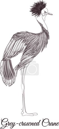 Illustration for "Grey crowned crane outline vector illustration" - Royalty Free Image