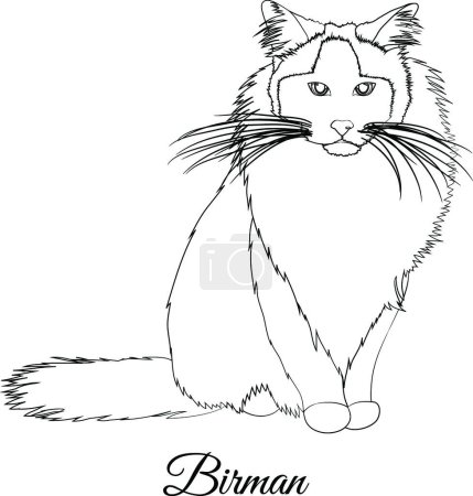 Téléchargez les illustrations : "Birman chat race coloriage vectoriel illustration
" - en licence libre de droit