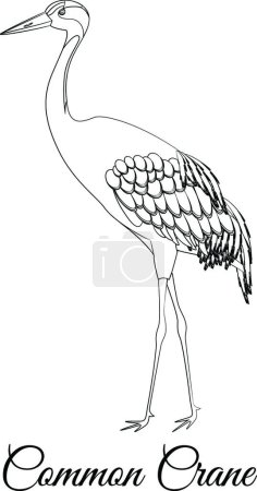 Illustration for "Common crane outline vector illustration" - Royalty Free Image