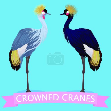 Téléchargez les illustrations : "Set of crowned cranes cartoon" - en licence libre de droit