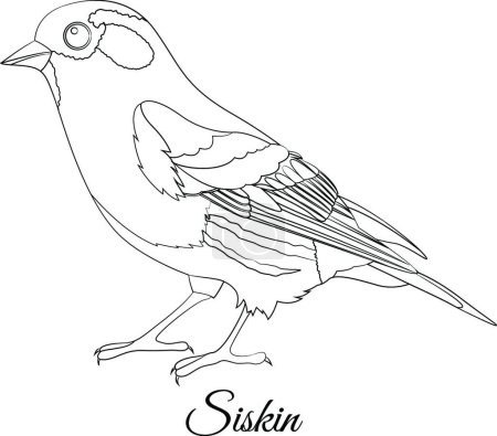 Téléchargez les illustrations : "Eurasie Siskin coloration des oiseaux" - en licence libre de droit