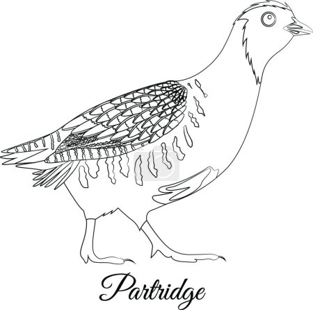 Téléchargez les illustrations : "Illustration vectorielle de coloration des oiseaux perdrix" - en licence libre de droit