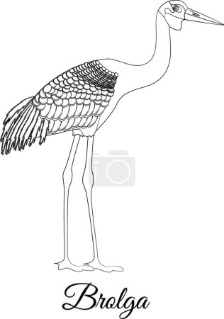 Téléchargez les illustrations : "Illustration vectorielle oiseau Brolga" - en licence libre de droit