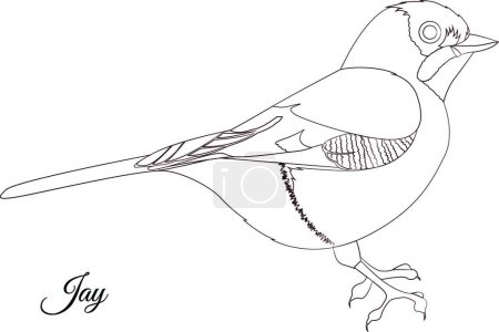 Téléchargez les illustrations : "Illustration vectorielle de coloriage Jay oiseau" - en licence libre de droit