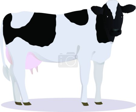 Téléchargez les illustrations : Vache domestique isolée sur fond blanc - en licence libre de droit