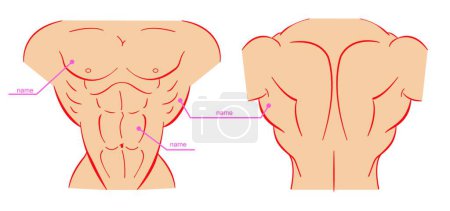Illustration for Bodybuilder torso. Color icon for web, vector illustration - Royalty Free Image