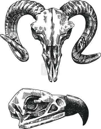 Illustration for Illustration animal skull sign - Royalty Free Image