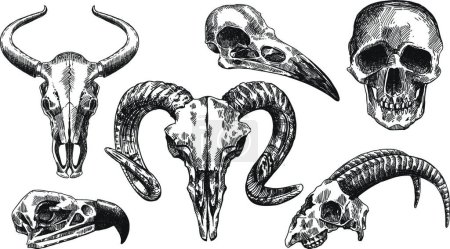 Téléchargez les illustrations : "illustration crâne d'animal "vecteur - en licence libre de droit