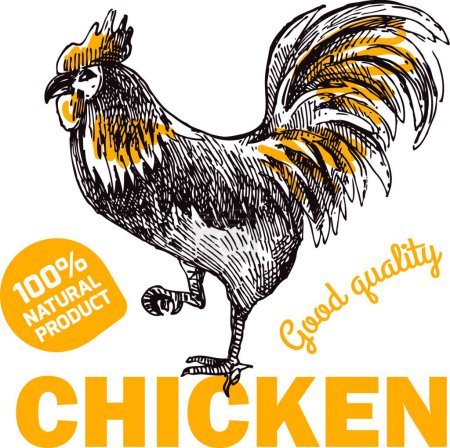 Illustration for Eco farm chicken, colorful vector illustration - Royalty Free Image