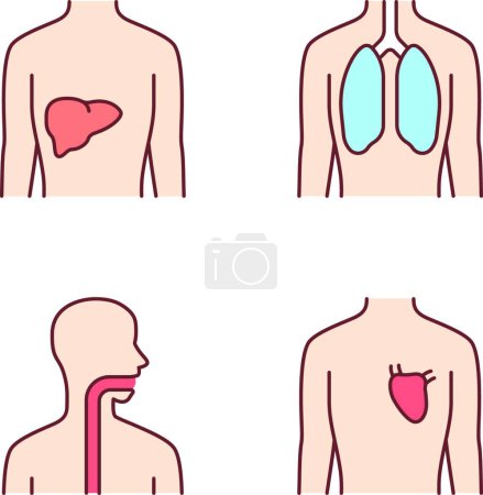 Illustration for Healthy human organs color icons set. Liver and lungs in good health. Functioning heart. Wholesome throat. Internal body parts in good shape. Isolated vector illustrations - Royalty Free Image