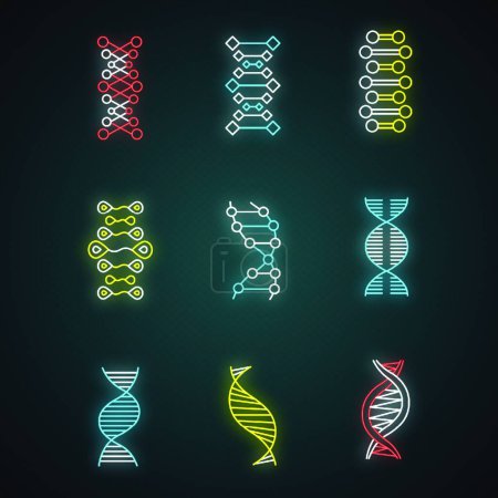 Photo pour Ensemble d'icônes lumineuses à double hélice ADN. Structure désoxyribonucléique, acide nucléique. Chromosomique. Biologie moléculaire. Code génétique. Le génome. Génétique. Médecine. Des signes lumineux. Illustrations vectorielles isolées - image libre de droit
