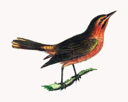Illustration for Art, bird  vector illustration - Royalty Free Image
