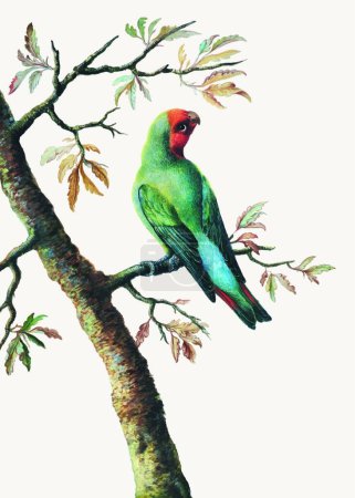 Illustration for Parrot bird vector illustration - Royalty Free Image