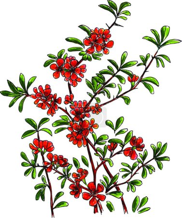 Illustration for Drawing of branches of blossoming japanese quince, vector trace of hand drawn marker sketch. - Royalty Free Image
