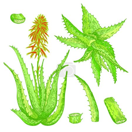 Ilustración de Conjunto de patrones dibujados a mano de Aloe vera con vidas y flores en color verde y rojo aisladas sobre fondo blanco. Diseño gráfico retro vintage Dibujo de boceto botánico - Imagen libre de derechos