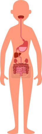 Ilustración de Ilustración del sistema digestivo Mapa de anatomía corporal femenina - Imagen libre de derechos
