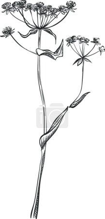 Téléchargez les illustrations : Usine de St. John. Fleur hypericum dessinée à la main - en licence libre de droit