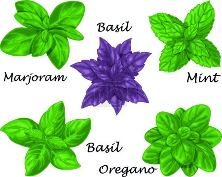 Illustration for "Spicy herbs. A set of spicy herbs such as basil, marjoram, mint and oregano. Collection of herbs for seasoning. Medicinal herbs. Vector illustration" - Royalty Free Image