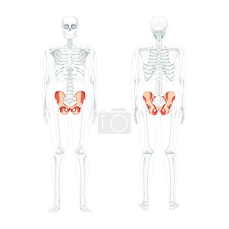 Ilustración de Skeleton Pelvis hip bone Human front back view with partly transparent bones position. Set of 3D realistic flat natural - Imagen libre de derechos