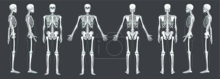 Illustration for Skeleton Human front back side view with two arm poses ventral, lateral, and dorsal views. Set of greyscale flat - Royalty Free Image