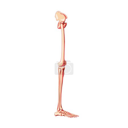 Illustration for Human Pelvis with legs Skeleton side view with hip bone, thighs, foot, femur, patella, knee, fibula Anatomically correct - Royalty Free Image