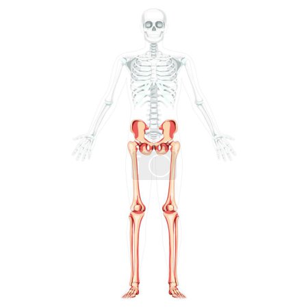 Ilustración de "Esqueleto Extremidades inferiores Vista frontal humana con el brazo abierto lateral posan parcialmente transparente posición del cuerpo. 3D anatómicamente correcto" - Imagen libre de derechos